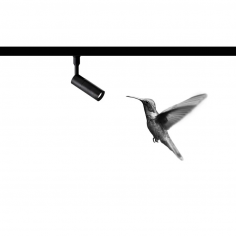 Colibrì