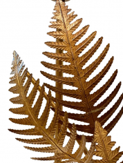 Fern