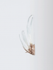 Dandelion chrysalis light