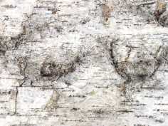 Birch bark wall panels